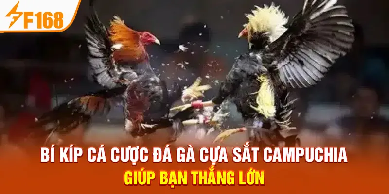 Bí Kíp Cá Cược Đá Gà Cựa Sắt Campuchia Giúp Bạn Thắng Lớn